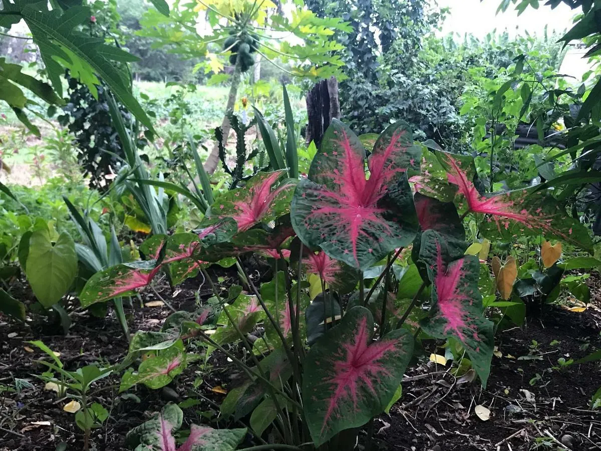 Flane Gite Rural De Tourisme Capesterre-Belle-Eau 0*,  Guadeloupe