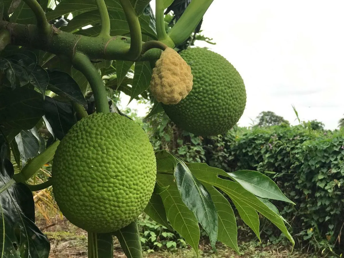 Hébergement de vacances Flane Gite Rural De Tourisme Capesterre-Belle-Eau Guadeloupe